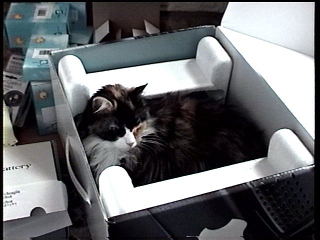 Cat awake in box