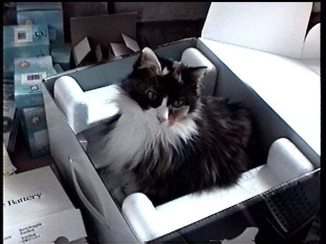 Cat sitting in box
